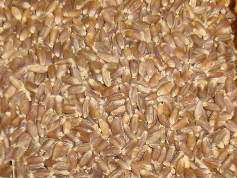 供應(yīng)優(yōu)質(zhì)白小麥