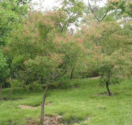 河北香花槐圖片/河北香花槐樣板圖 (4)