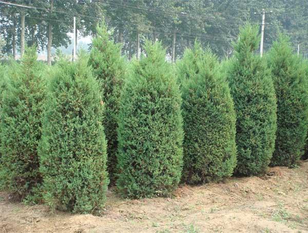 保定西府海棠保定西府海棠價格圖片