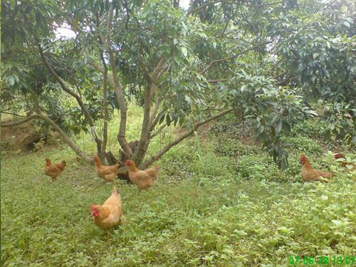 供應(yīng)土老爹鄉(xiāng)巴佬五香鹵蛋招商聯(lián)系電話