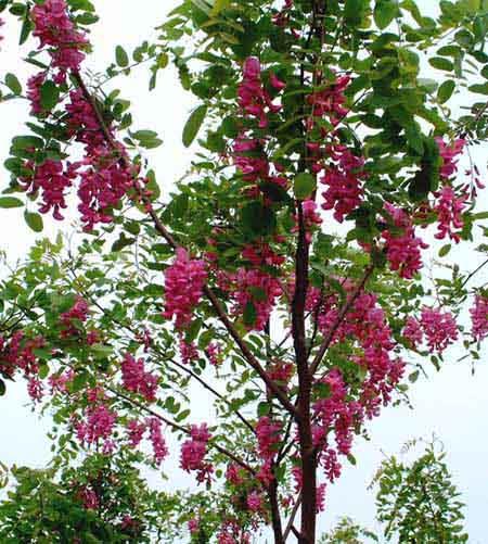 供应香花槐价格香花槐产地销售