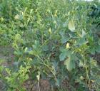 山西香玲核桃苗圖片