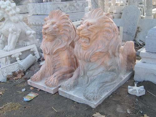 供應(yīng)西洋爬獅