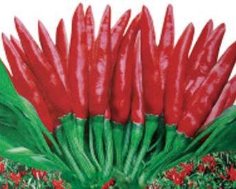 達奇甜椒種子/荷蘭甜椒種子/甜椒一號辣椒種子/甜椒