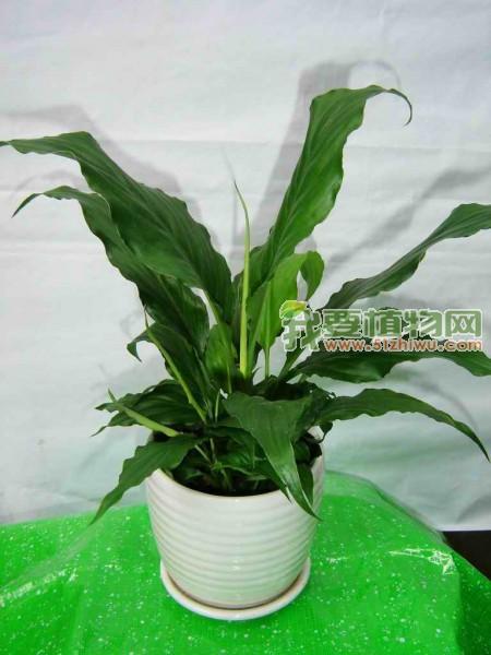 供應(yīng)北京植物租擺公司