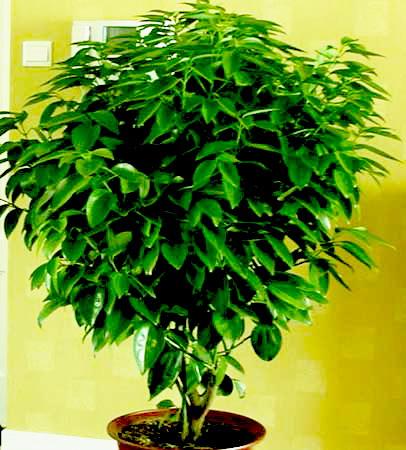 北京西城區(qū)綠植租賃公司圖片