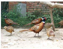 供應(yīng)山雞的養(yǎng)殖條件