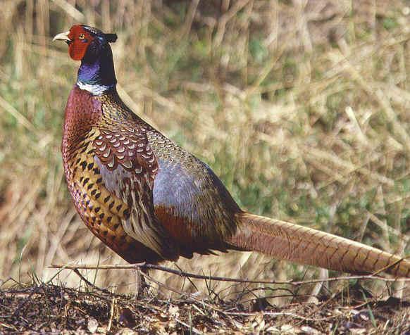 供應(yīng)山雞苗的養(yǎng)殖要求