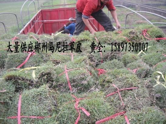 供應(yīng)郴州草坪湖南草坪