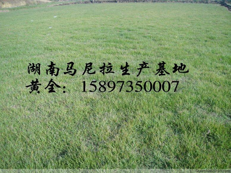 供應(yīng)廣西草皮*//廣西馬尼拉草坪