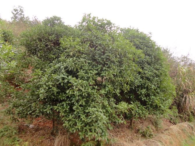 供應(yīng)桂花樹