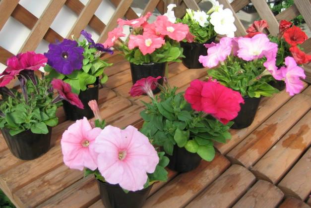 西安會議花卉擺放