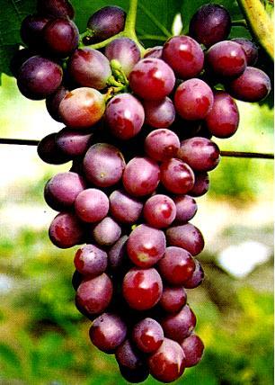 江蘇葡萄苗浙江葡萄苗四川葡萄苗重慶葡萄苗