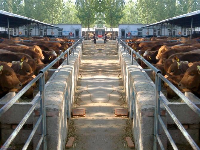 供應(yīng)湖北肉牛利潤(rùn)分析