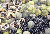 供應(yīng)文冠果/文冠果價格/文冠果苗木價格