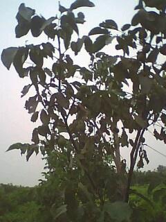 嫁接核桃苗批發(fā)價(jià)格圖片