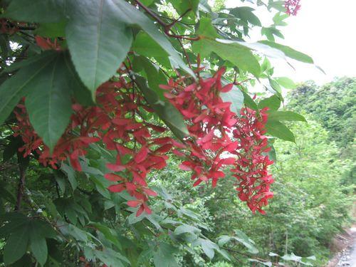 供應(yīng) 青楓樹(shù)種子，青楓樹(shù)種子批發(fā)出售報(bào)價(jià)多少？