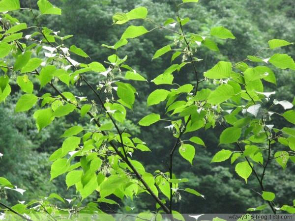 昆欄樹科領(lǐng)春木屬領(lǐng)春木種子圖片