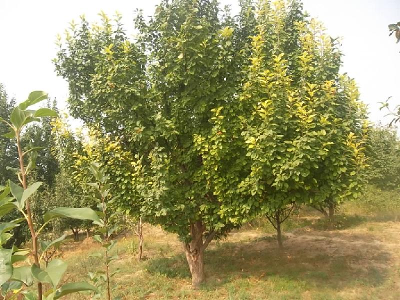 八棱海棠樹價(jià)格圖片