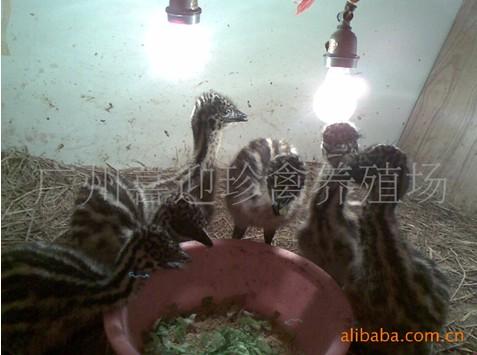 供應鴯鹋、鴯鹋苗、鴯鹋雞種苗價格及飼養(yǎng)