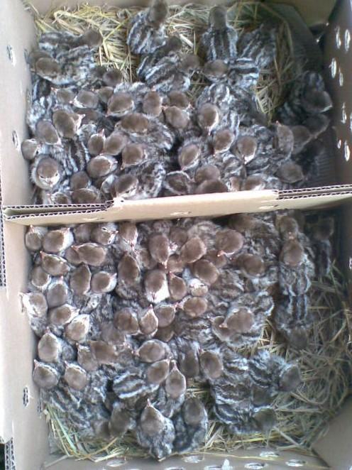 供應(yīng)鷓鴣苗銷售電話