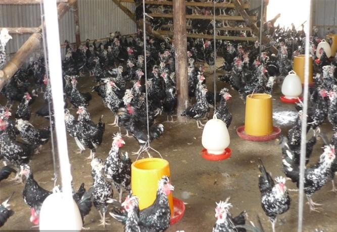 東莞貴妃雞苗圖片/東莞貴妃雞苗樣板圖 (2)