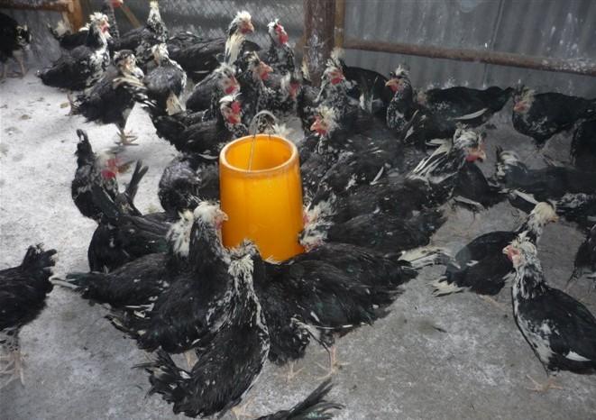 梅州貴妃雞苗圖片/梅州貴妃雞苗樣板圖 (2)