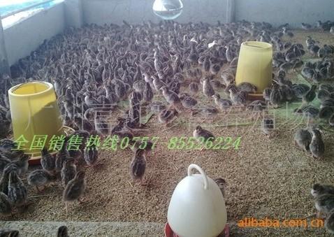 珍珠雞苗供應圖片