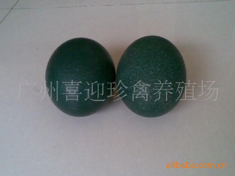 供應(yīng)鴯鹋種蛋、鴯鹋種苗、鴯鹋養(yǎng)殖、鴯鹋苗批發(fā)