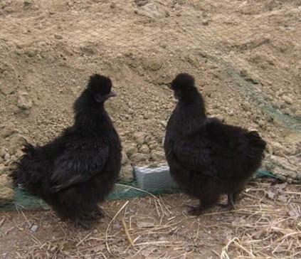 供應(yīng)福建黑鳳雞苗--福建*黑鳳雞養(yǎng)殖場