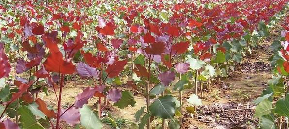 供應(yīng)十三棵泡桐