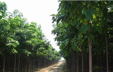 供應(yīng)臨沂泡桐樹苗供應(yīng)