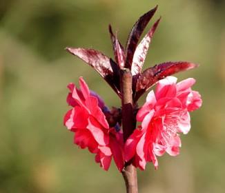 供應泡桐樹苗價格