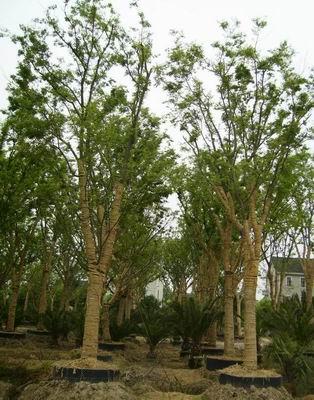 供應(yīng)5-30公分櫸樹(shù)530公分櫸樹(shù)