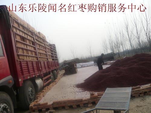 供應(yīng)優(yōu)質(zhì)棗泥原料用金絲小棗