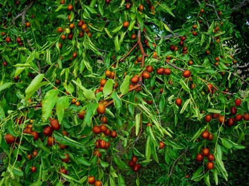 樂陵聞名紅棗購銷中心專業(yè)供應(yīng)富硒金絲小棗