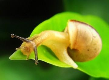 供应湖北蜗牛湖北白玉蜗牛