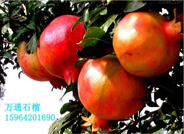 供應(yīng)石榴樹石榴苗石榴
