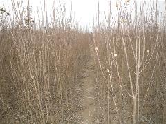 供應(yīng)山東銀杏