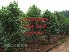 供應(yīng)山東銀杏