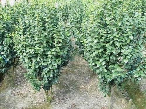 供應茶花價格 茶花圖片 茶花資料