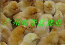 供應(yīng)*的雞苗