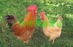 供應(yīng)土一雞苗哪里的好