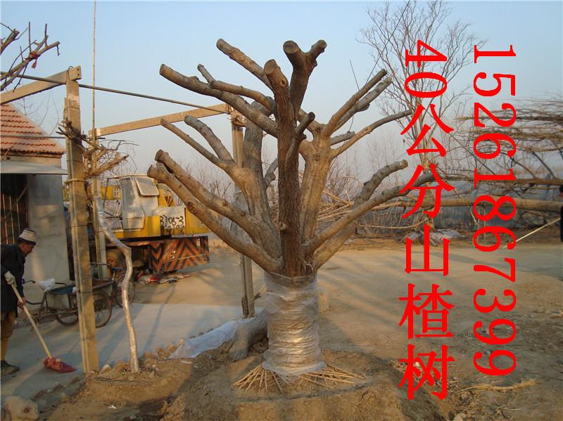 南京果樹品種齊全圖片/南京果樹品種齊全樣板圖 (3)
