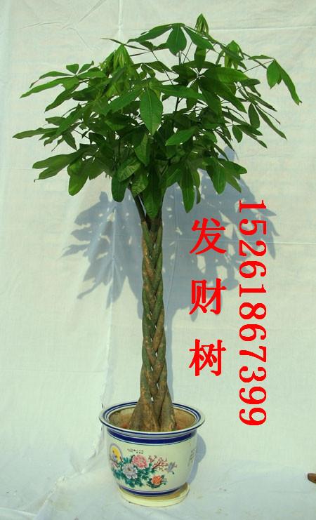 供應(yīng)南京花卉租賃