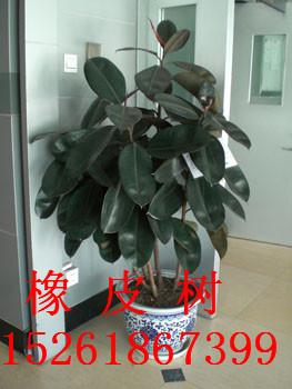 花卉租賃圖片/花卉租賃樣板圖 (3)