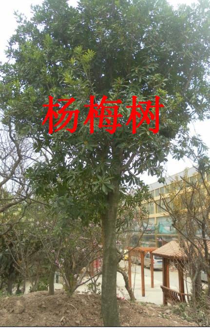 萬博花卉園果樹直銷圖片/萬博花卉園果樹直銷樣板圖 (3)