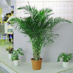 供應(yīng)南京花卉租賃花卉租擺