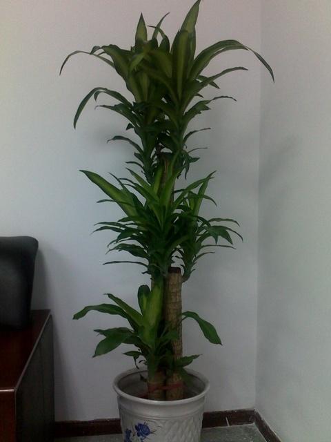 供應(yīng)南京植物租擺市場報價