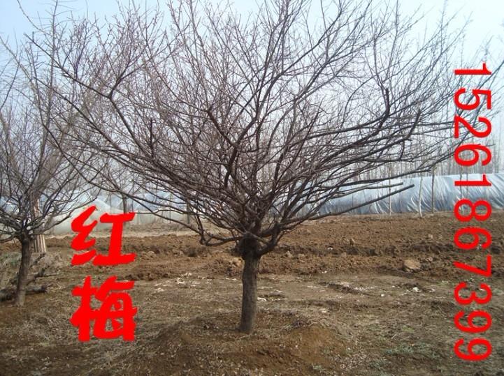 供應(yīng)承接南京園林綠化工程